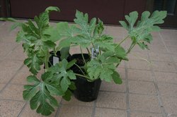 家庭菜園 967.jpg