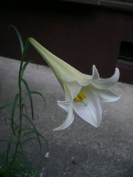 秋の大池 140.jpg