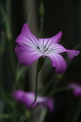 庭の花 967.jpg