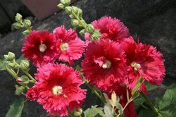 庭菜園6月 019.jpg