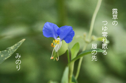 つゆ草.jpg