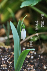 まつ雪草.jpg