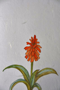 アロエの花-014.jpg