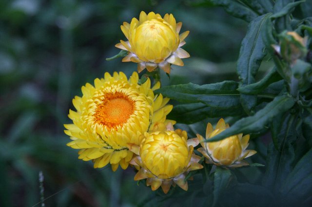 かいがら草 定年退職後の楽しい過ごし方