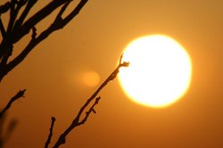夕日枝.jpg