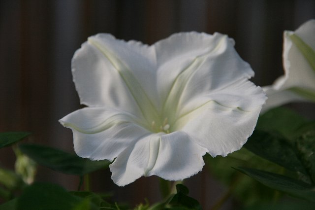 素敵な香りの夕顔の花が咲いてきました 定年退職後の楽しい過ごし方