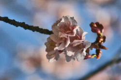 寒い桜-019.jpg