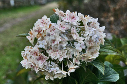 斑 紫陽花.jpg