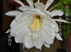 月下美人.jpg 俳句.jpg