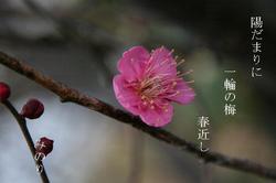 梅の花〜〜３.JPG