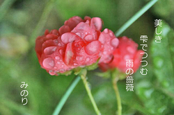 水玉.jpg