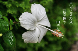 白い ハイビスカス.jpg