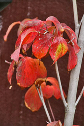 紅葉.jpg