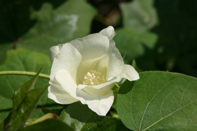 綿花の不思議な色の花が咲いてきました 定年退職後の楽しい過ごし方