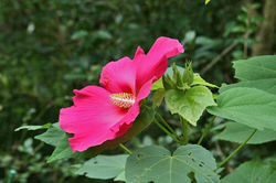芙蓉 白ハイビスカス-069.jpg