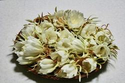 花.jpg