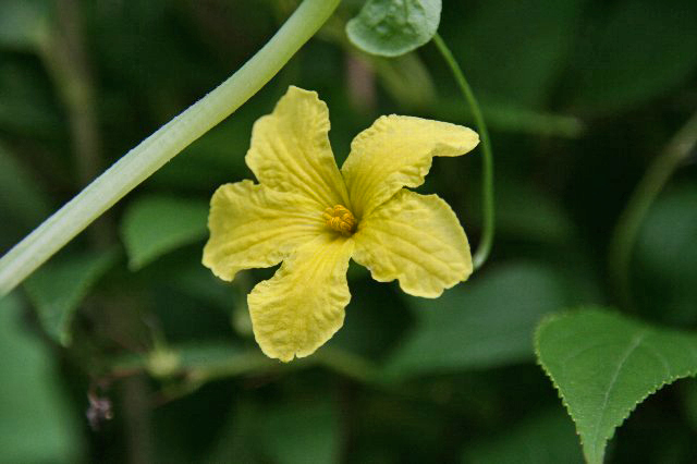 ゴーヤの花にとまる虫たち 定年退職後の楽しい過ごし方