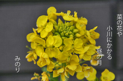 菜の花.jpg