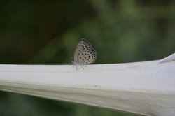 菜園8月 021.jpg