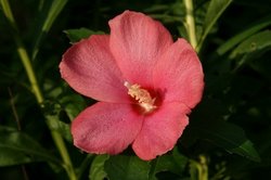 菜園8月 053.jpg