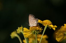 菜園8月 069.jpg