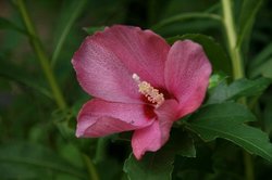 菜園8月 226.jpg