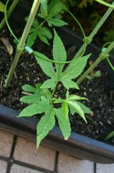 菜園8月 193.jpg