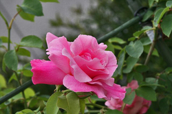 薔薇 ピンク.jpg