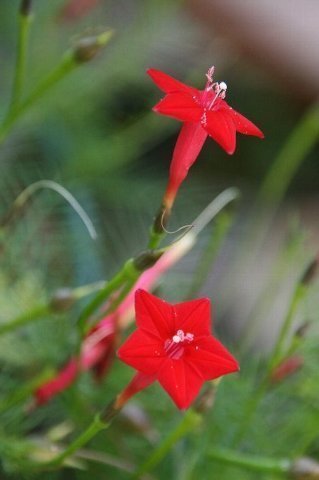 最新赤い 小さい 花 美しい花の画像