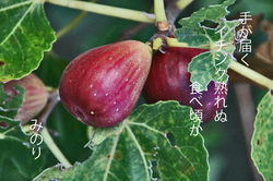 赤い.jpg