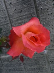 赤い薔薇.jpg