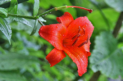 雨-146.jpg