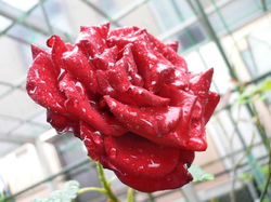 雨の雫薔薇.bmp