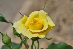 黄色い薔薇.jpg