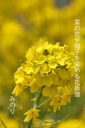 黄色い〜.jpg
