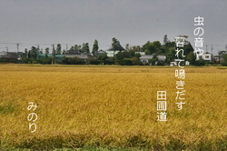 黄金.田圃の俳句.jpg
