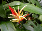flower07.jpg