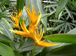flower08.jpg