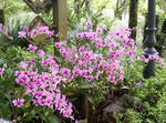flower09.jpg