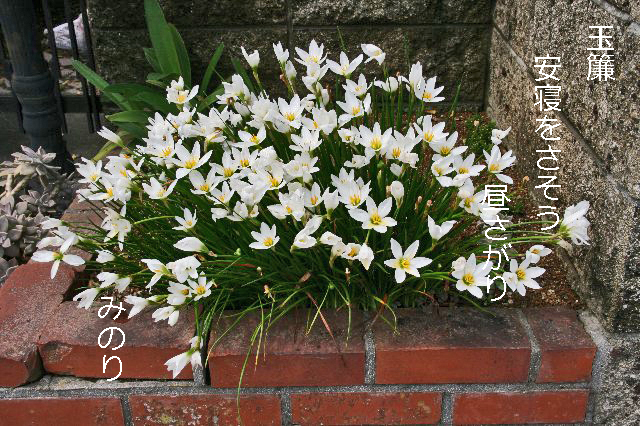 花壇に咲いた タマススダレに俳句 定年退職後の楽しい過ごし方