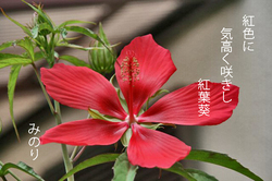 momiji葵-136.jpg