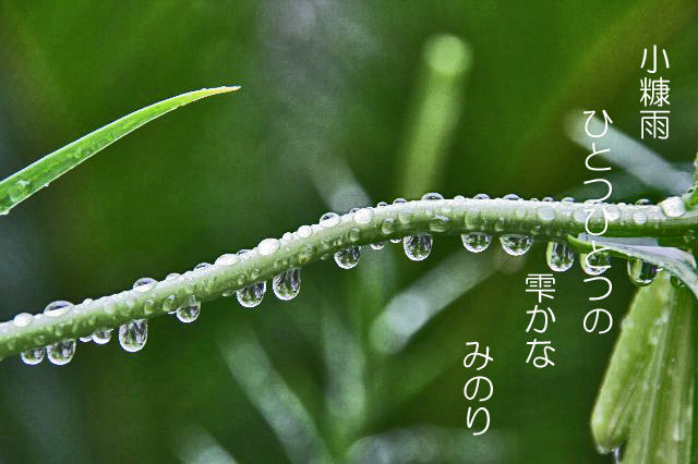 枝に垂れ下がる 雨の雫 定年退職後の楽しい過ごし方